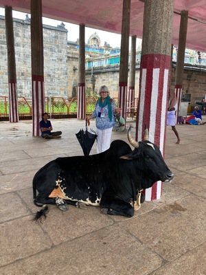 Susan shoots the bull with a bull